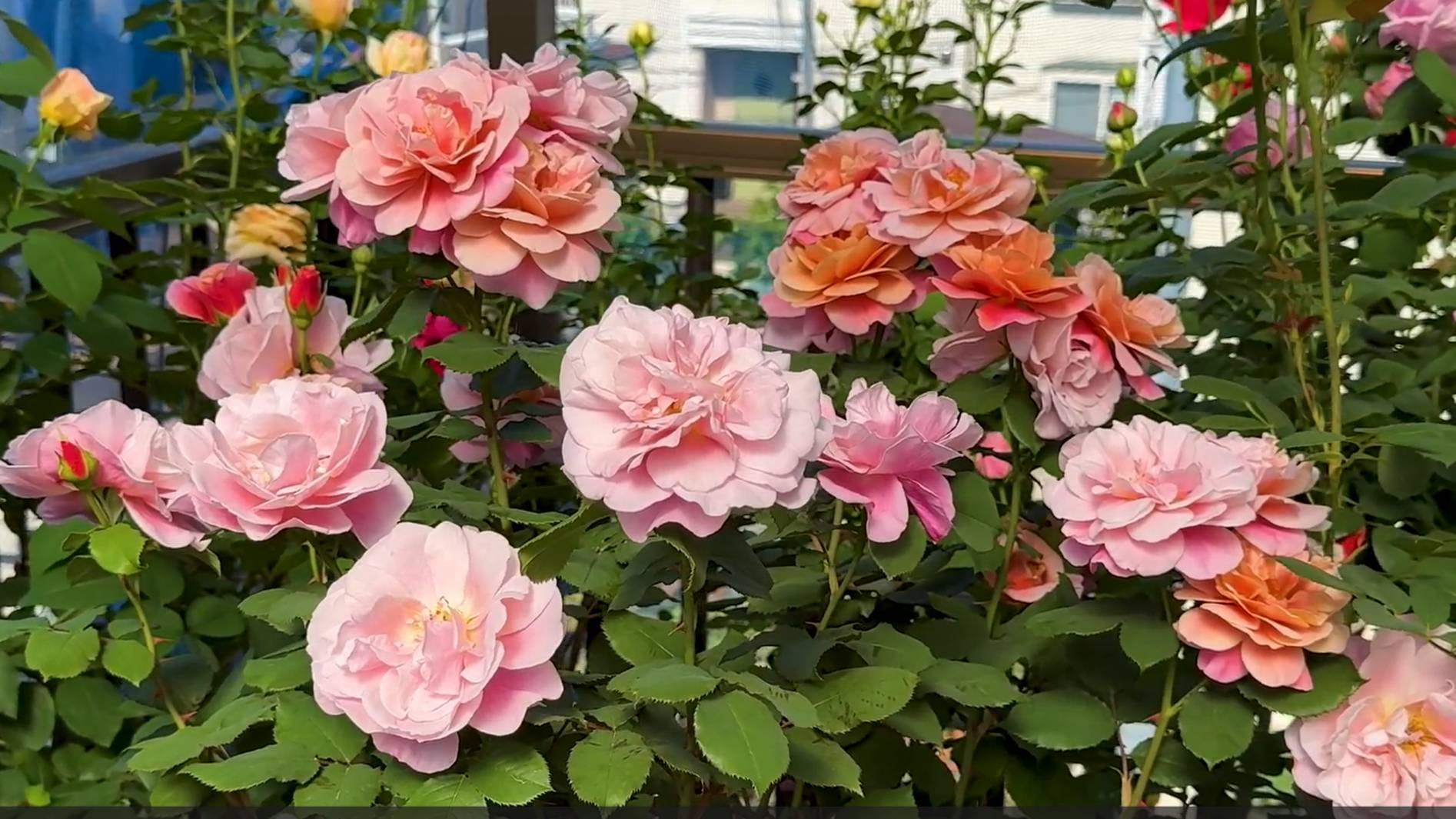 CАДЫ ЯПОНИИ Частный Розовый Сад - оазис в густонаселенном жилом районе ТОКИО смотреть онлайн