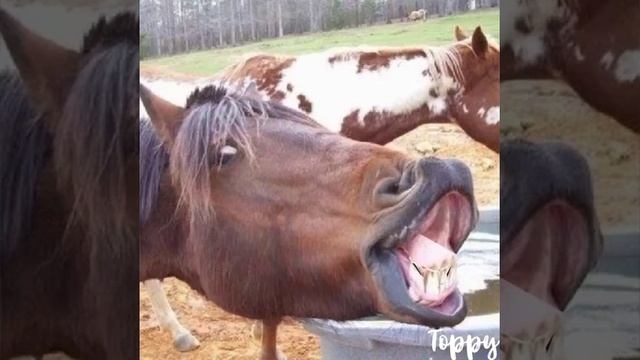 лошадь прям заржала 😂 смотреть онлайн