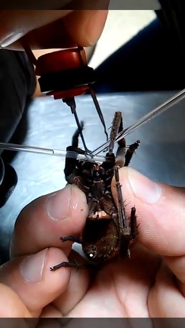 Extracción de veneno, araña del banano, armadeira, phoneutria sp. Bioelectroestimulación II смотреть онлайн