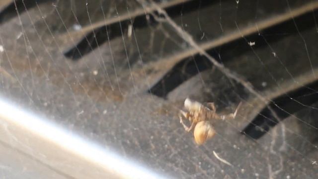 Araña con su presa ( Uloborus Plumipes ) смотреть онлайн