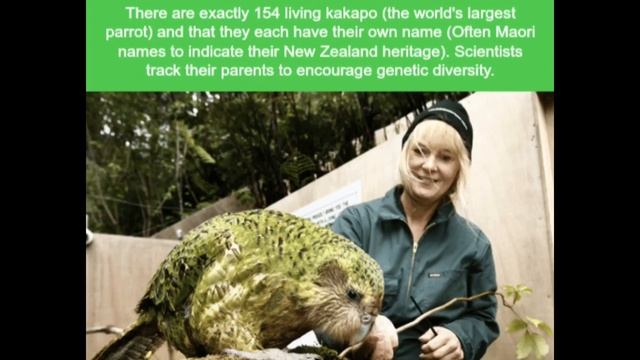 Facts Of A Kākāpō смотреть онлайн