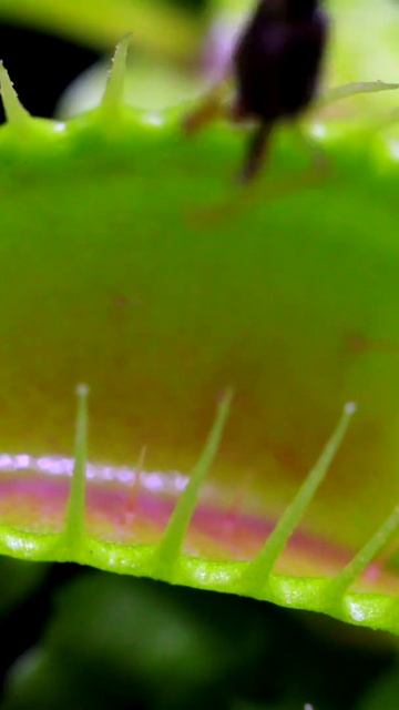 Dead Ant vs Venus Fly Trap (Part 1) смотреть онлайн