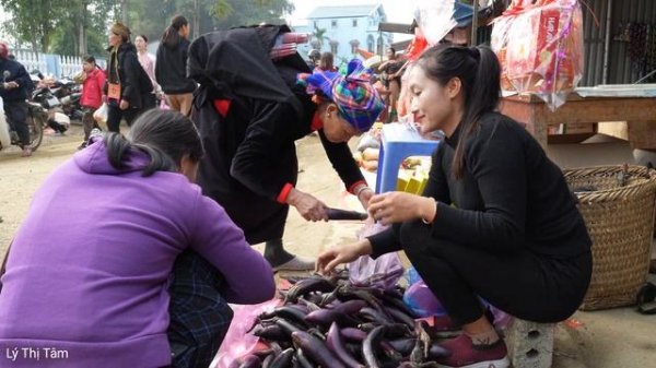 Harvesting eggplant goes to market sell - Daily life on the farm | Ly Thi Tam