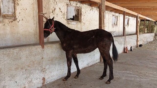Кулун сатылат Кыргыз жылкы Тел:+996 773 340 088 дареги Аксы Баасы 110 мин. смотреть онлайн