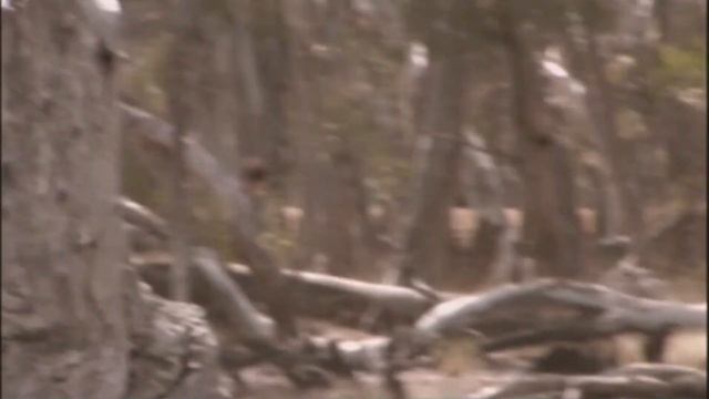 La Tragedia de Lake Mungo смотреть онлайн