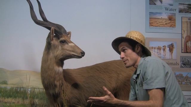 Sitatunga смотреть онлайн