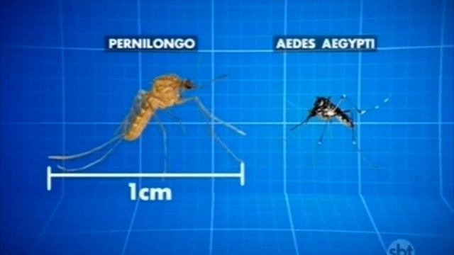 Diferenças entre o Aedes Aegypti e o pernilongo смотреть онлайн