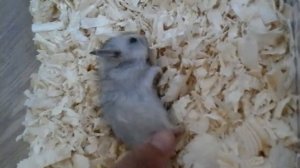 Умер хомяк😭😭😭😭😭😭