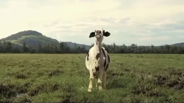 cow dance video amazing| funny hammba hammba videos| cow dance video 2023 | #cow #cowvideos #cows смотреть онлайн