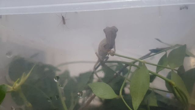 Chameleon vs Mosquito - hunt and attack | Хамелеон против комара - охота и нападение смотреть онлайн