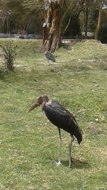 Thelake Naivasha creatures . смотреть онлайн