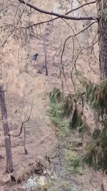 Himalayan serow spotted during my late afternoon stroll in the forest near my home. смотреть онлайн