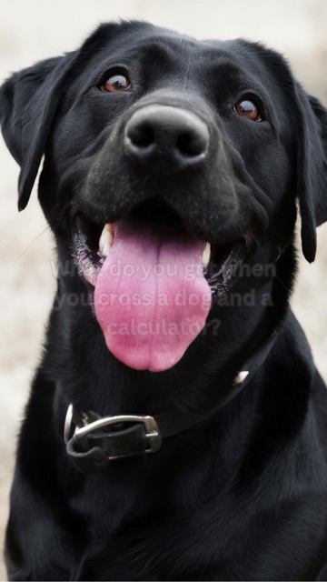 What do you get when you cross a dog and a calculator смотреть онлайн