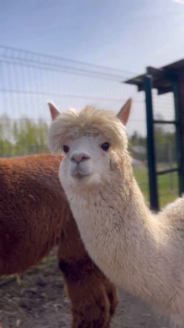 Russian Alpacas Farm, Pokhodkino Village, Dmitrovsky District, Moscow смотреть онлайн
