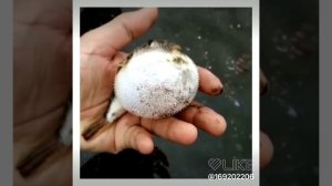 Рыба фугу