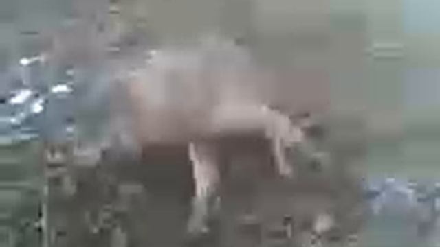 Бац1идехун калам.3gp смотреть онлайн