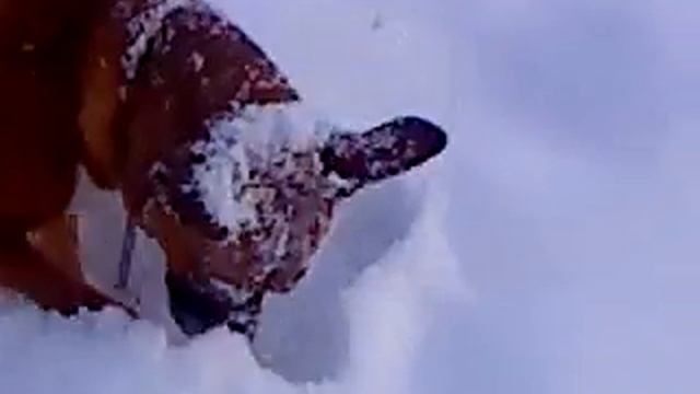 Собака Найда.MP4 смотреть онлайн