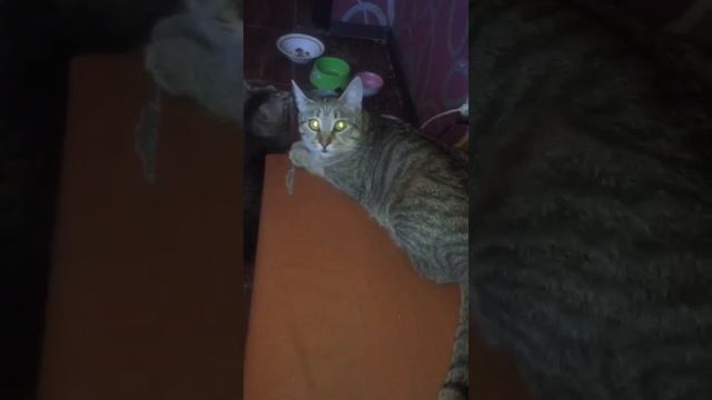 Харьков #харківзараз #україна #кот #котики 3 июля 2024 г. смотреть онлайн