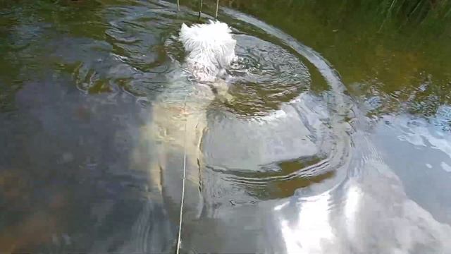 🏡⛱️😁БЕЛАРУСКАЯ ДЕРЕВЕНЬКА & СУББОТА на озере. ПЛЯЖНЫЙ МУСОР, КУПАНИЕ НИКИ, СЛЕПНИ СОШЛИ С УМА😆☔ЖАРА смотреть онлайн