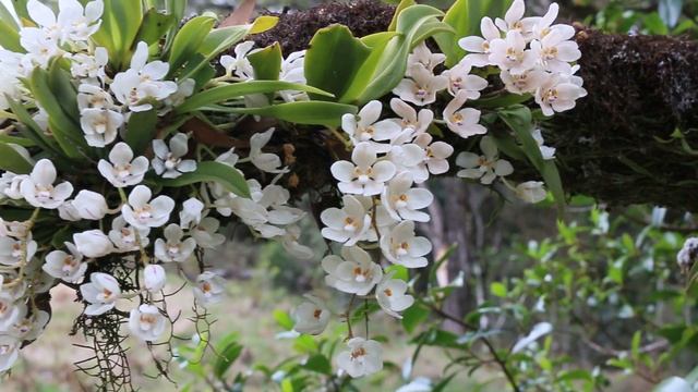 Sarcochilus falcatus смотреть онлайн