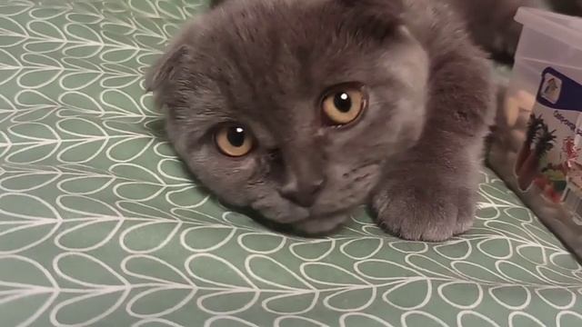 А вот и Ватсон.🐱 Наш замечательный малыш.🐈 Вечерние посиделки в уютном месте. смотреть онлайн