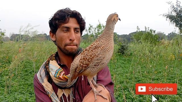 teeter ki awaaz| teetar ka awaj | teetar awaj | teetar sound | francolin voice | francolin videos смотреть онлайн