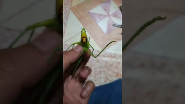 Belalang kok punya gigi sih🤔 смотреть онлайн