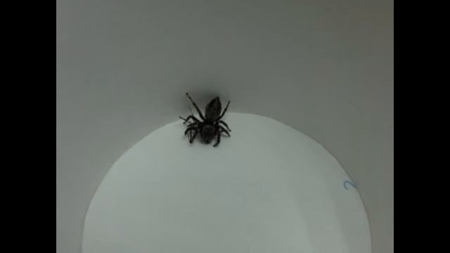 Jumping spider eats mantis nymphs(흰눈썹깡충거미의 사마귀 약충 사냥) смотреть онлайн