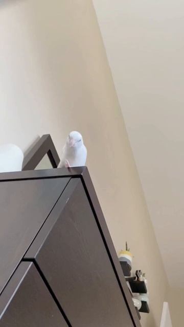 Прыгну на столы (пародия на Король и Шут) #попугай #песня #прикол #корольишут #пародия #птицы смотреть онлайн