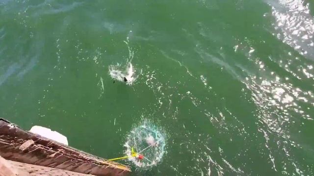 California rock crab catch & cook🦀|leopard shark catch & release🦈 #crab #shark #catchandcook смотреть онлайн