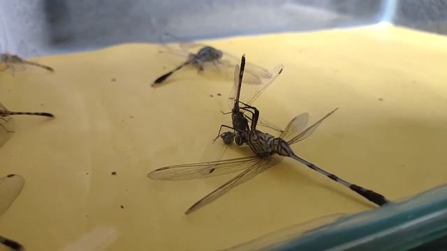 Big Dragonfly Eat small Dragonfly. смотреть онлайн