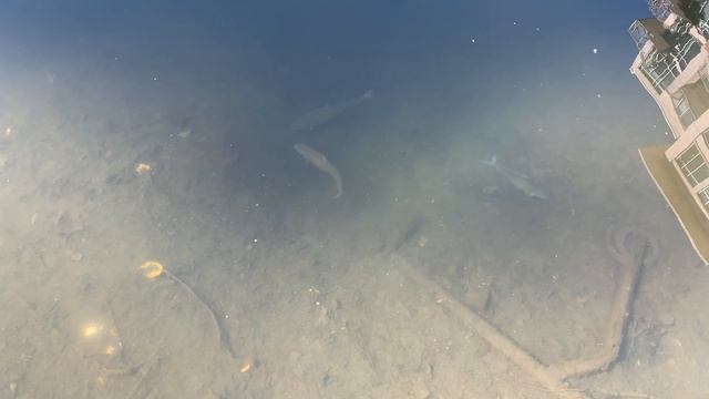 A School of Gizzard Shad feed off the bottom by Harbor East смотреть онлайн