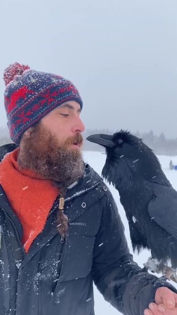 Приручил двух воронов! #raven #воронгоша #animal #aboutbirds #birdtraining #ravenclaw смотреть онлайн