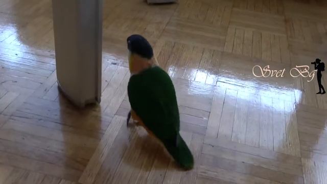 Black Headed Caique Parrot Папагал Черноглав Каик смотреть онлайн