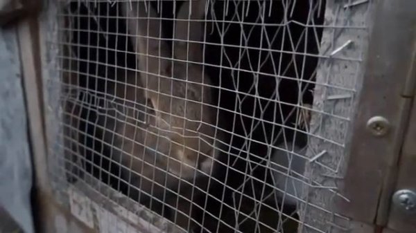 Чупакабра убивает