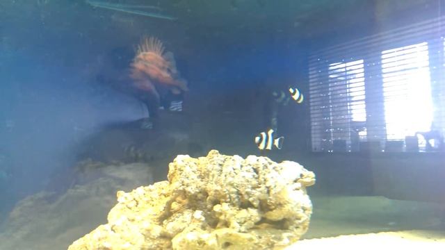 Humbug Damsels exploring their new tank смотреть онлайн