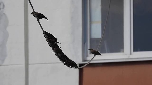 Скворцы 09.08.2023 смотреть онлайн