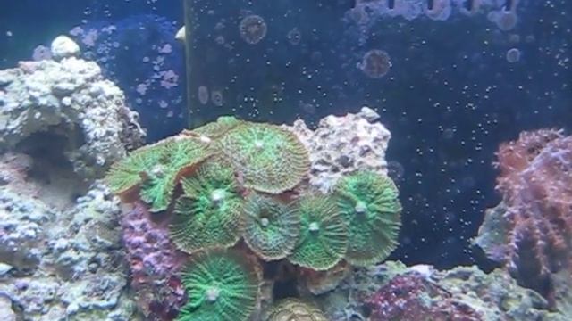 Saltwater Reef Coral. Acropora, Zoanthids, Frilly Neon Green Mushrooms, Open Brain смотреть онлайн