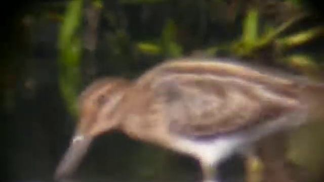 Gallinago gallinago смотреть онлайн