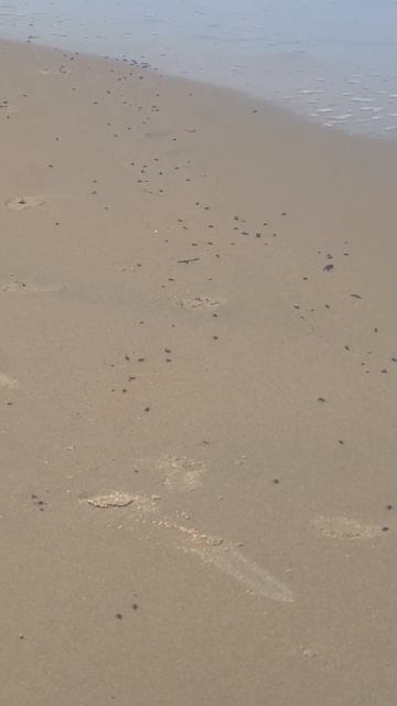 Carpenter ants swarm on April 5 at the Virginia Beach Oceanfront смотреть онлайн