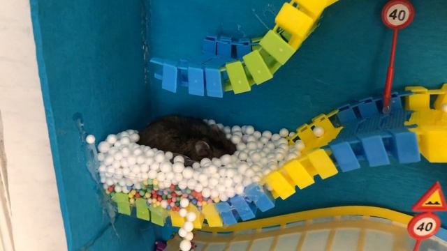 Magic Tracks Hamster Maze with Traps 🐹 OBSTACLE COURSE 🐹 смотреть онлайн