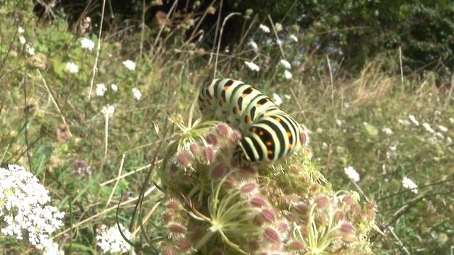 Koninginnenpage Papilio machaon, rups смотреть онлайн