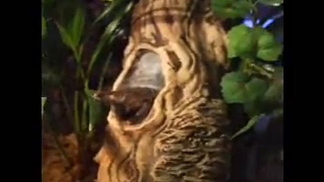 Avicularia geroldi & habitat смотреть онлайн