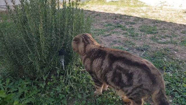 Счастливый кот😺😺😺 смотреть онлайн
