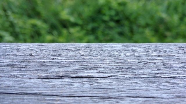 Funny Insect 笑ったら負け じわじわ来る カワイイw 存在自体がズルい смотреть онлайн