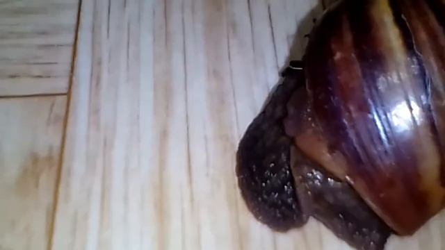 Как ухаживать за 🐌 ахатинами смотреть онлайн