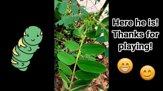 Luke looks & finds Golden caterpillar eggs and Caterpillars on our plant! | Luke Bug Adventures смотреть онлайн