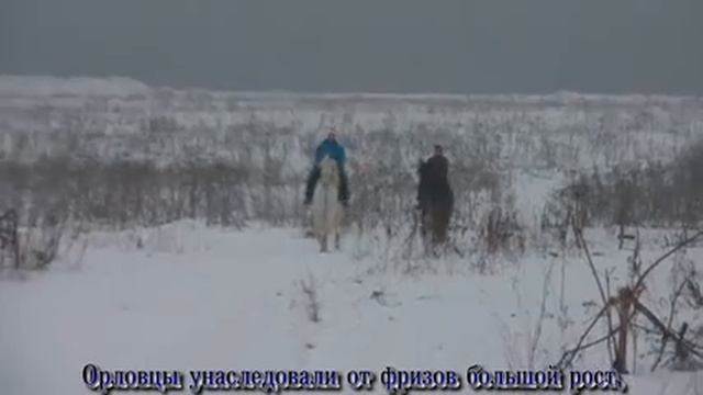 Лошади особой красоты смотреть онлайн
