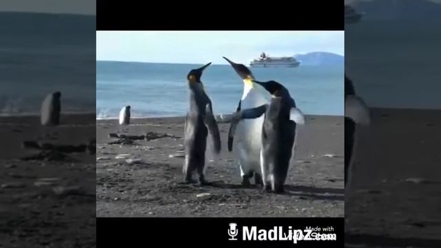 WWE in real life (18+) смотреть онлайн