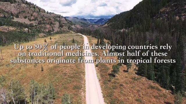 Colorado Forests смотреть онлайн